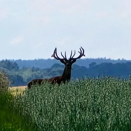 Semesterbostad Starkowo Pod Lasem *