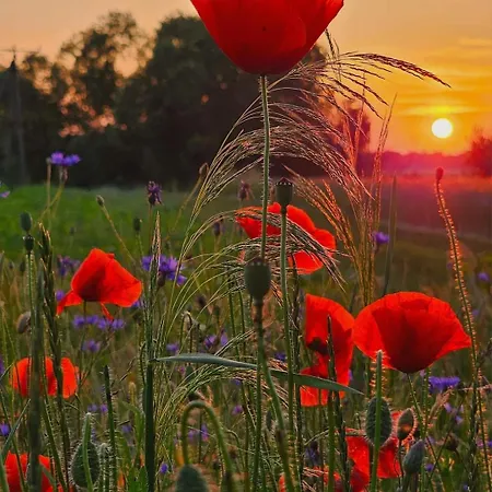 Semesterbostad Starkowo Pod Lasem Starkowo (Leszno)