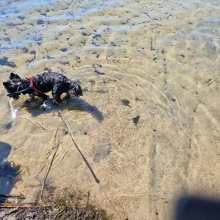 Starkowo Pod Lasem Semesterbostad Starkowo (Leszno)