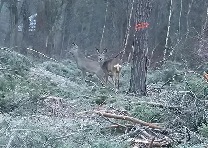 Starkowo Pod Lasem بيت للعطل Starkowo (Leszno)