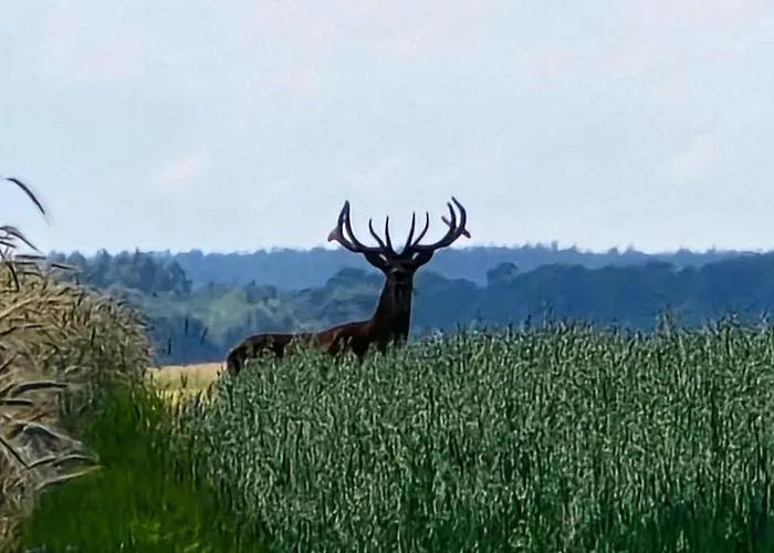 Dom wakacyjny Starkowo Pod Lasem *