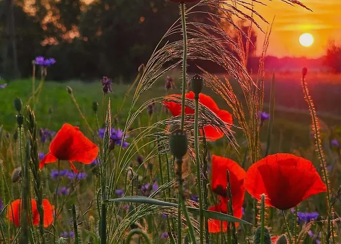 بيت للعطل Starkowo Pod Lasem Starkowo (Leszno)